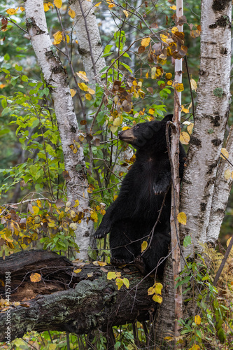 Black Bear (Ursus americanus) Sits on Log Leaning Against Birch Trees Autumn © hkuchera