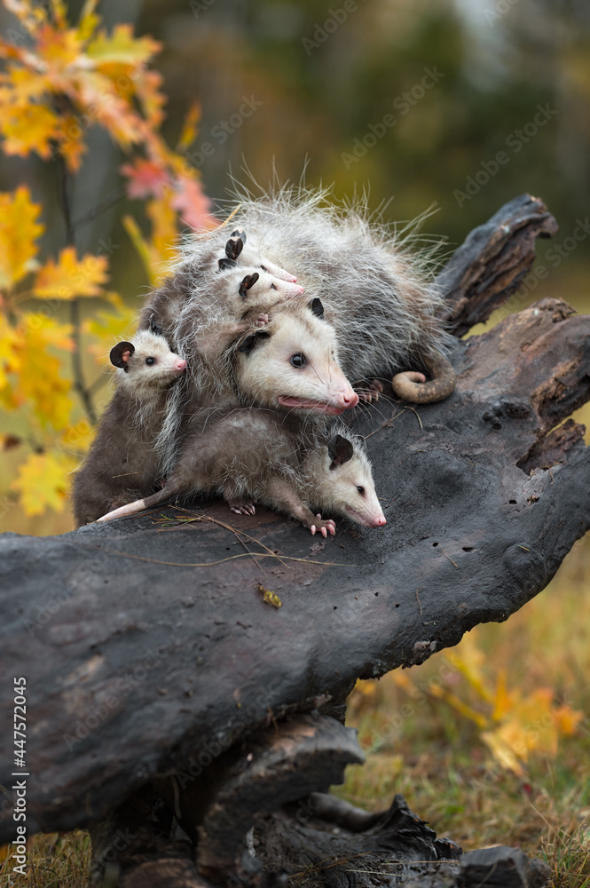 Virginia Opossum (Didelphis virginiana) Pile on Log Look Right Autumn