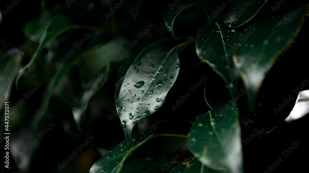 Fototapeta premium butterfly on leaf