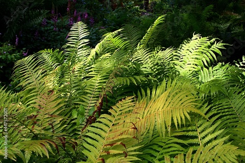 Dense bright green foliage of fern plants Polypodiophyta, sunlit by summer afternoon sunshine. 