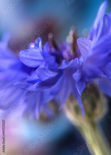 Fototapeta Naklejka Na Ścianę i Meble -  close up of a blue flower