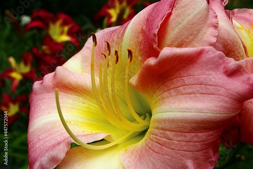 Detail of decorative  chalice shaped  pink to yellow coloured decorative flower  possibly Royal Lily  latin name Lilium Regale  with long stamens and pistil  summer daylight sunshine. 