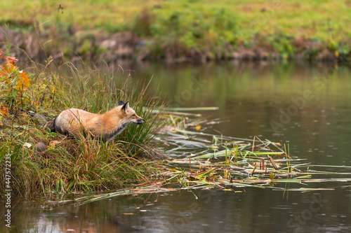 Red Fox (Vulpes vulpes) Looks Out From Shore of Island Autumn © hkuchera