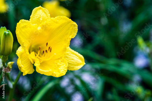 happy returns daylily