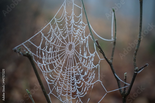 Spider web in winter. Makro.