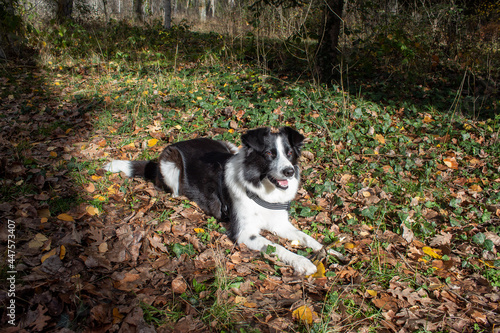 a black and white border collie dog is lying on leaves on the ground.