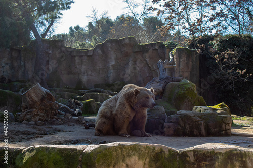 two bears enjoy a sunny day at a zoo.