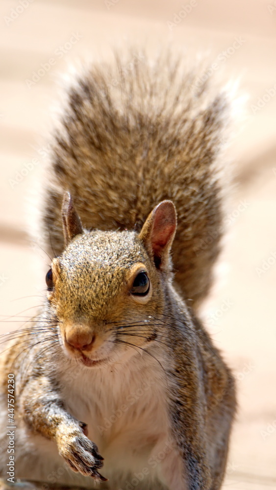 Close up of a grey squirrel eating in a backyard in Panama City, Florida, USA