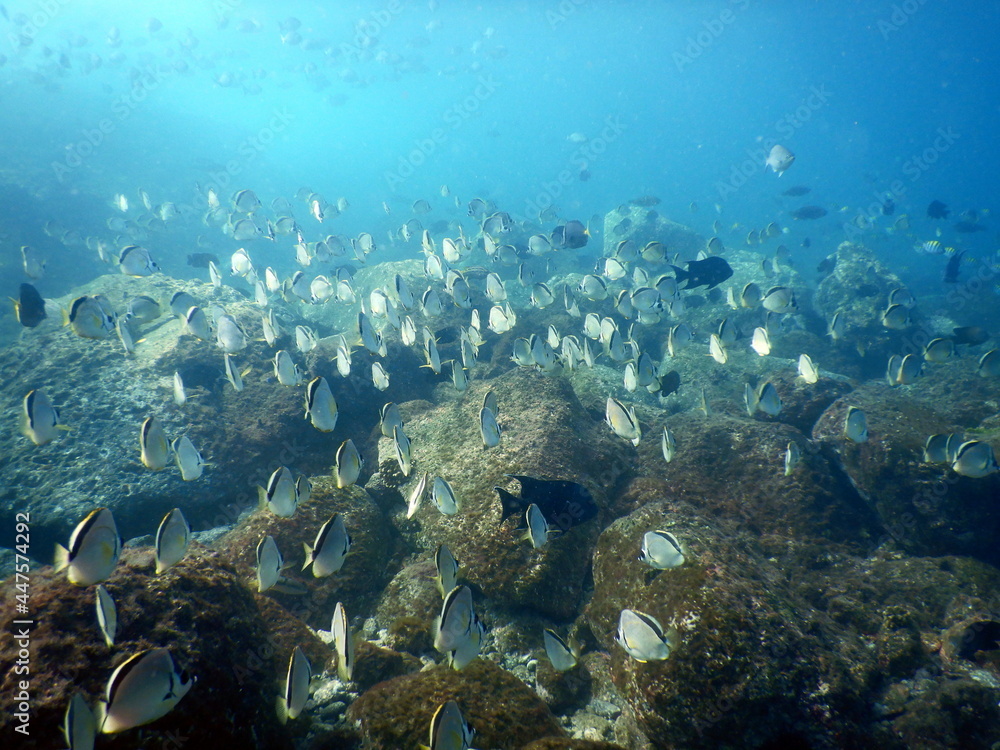Fototapeta premium Costa Rica Pacific sea life