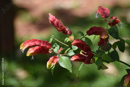 flor no Cerrado