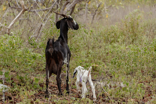 black goat with white son