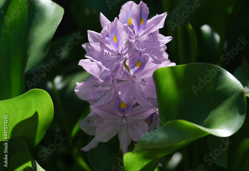 Water hyacinth Eichornia (Eichornia crassipes) in an artificial pond photo