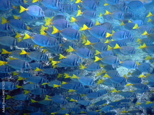 Costa Rica Pacific sea life © Brian