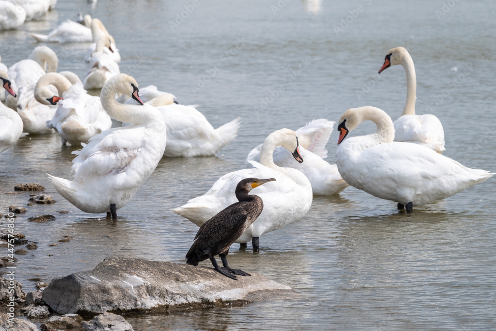 Great cormorant stands among white swans on the lake shore Great cormorant stands among white swans on the lake shore