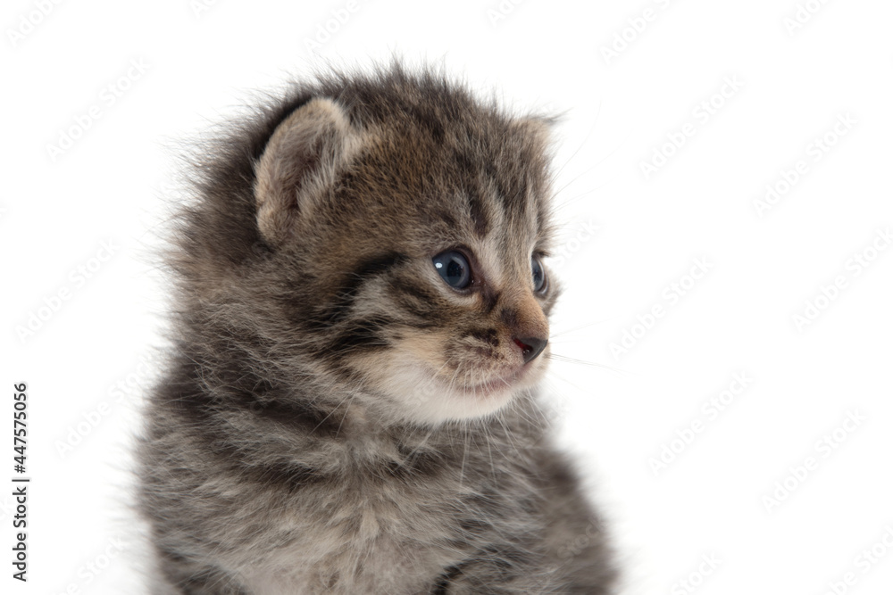 portrait of cute tabby kitten portrait of cute tabby kitten