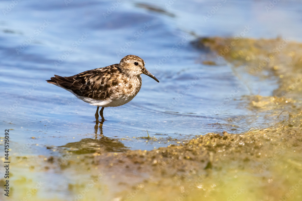 Least Sandpiper Enjoying a Summer Day Least Sandpiper Enjoying a Summer Day