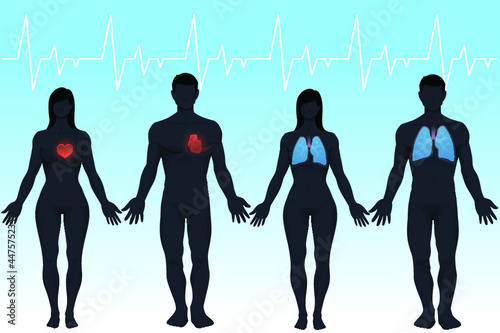 Hearts and Lungs Vector Anatomy Male Female