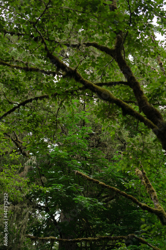 green forest background © Brandin