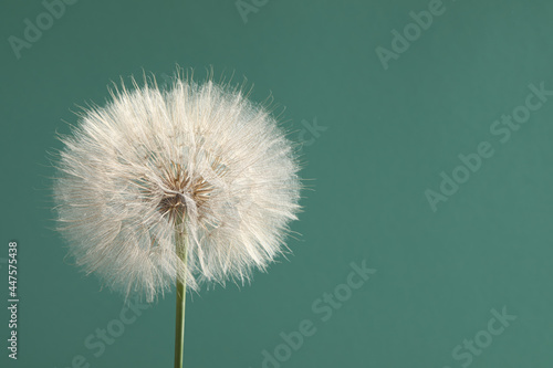 Beautiful fluffy dandelion flower on green background  closeup. Space for text