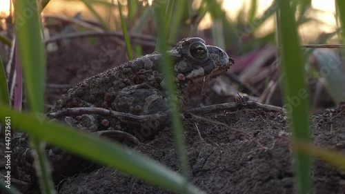 Natterjack toad sits in the grass on the ground close-up photo