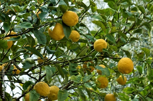Fresh lemons hang on the tree. They are ready for harvesting. 