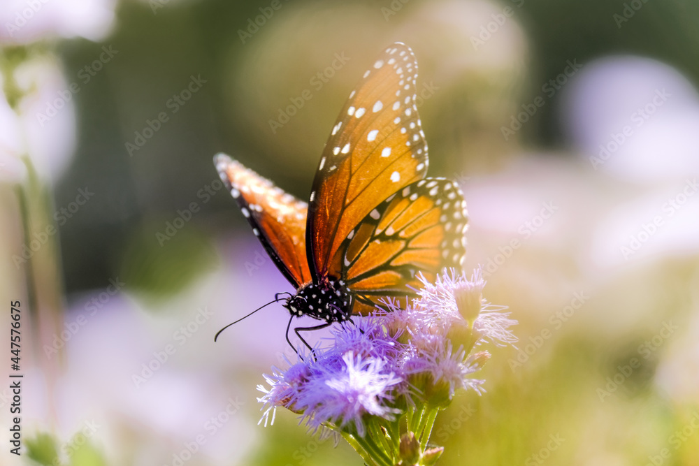 Fototapeta premium Butterfly on flower