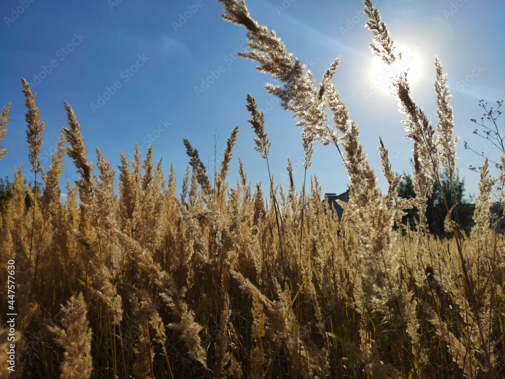 Tall yellow grass in field or coast line, sunny day, blue sky, low angle shot, backlight sun