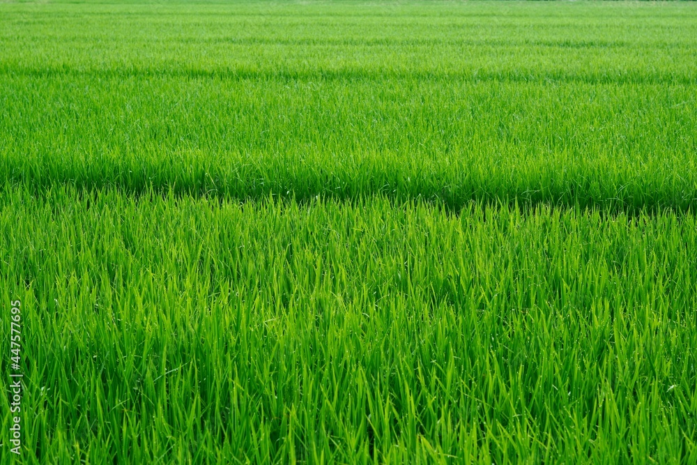 緑の田んぼの風景写真