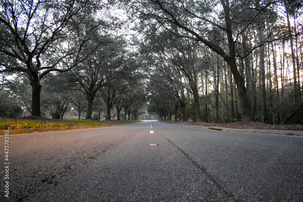 road in the woods