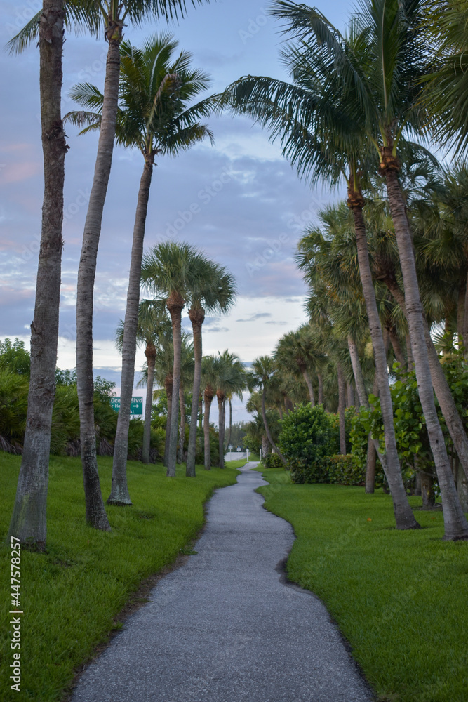 Fototapeta premium palm trees on the beach