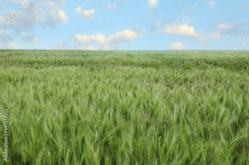 Beautiful view of field with ripening wheat