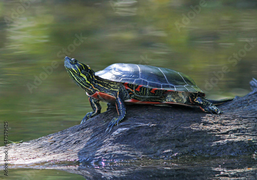 Eastern Painted Turtle in Dappled Sunlight photo