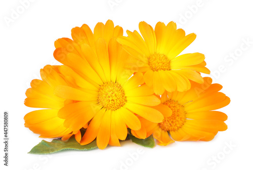 Fresh beautiful calendula flowers on white background