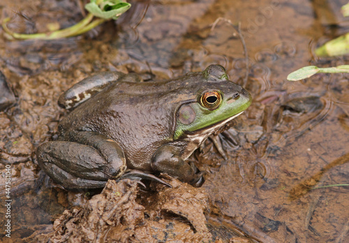 Bullfrog in Wetland Habitat photo