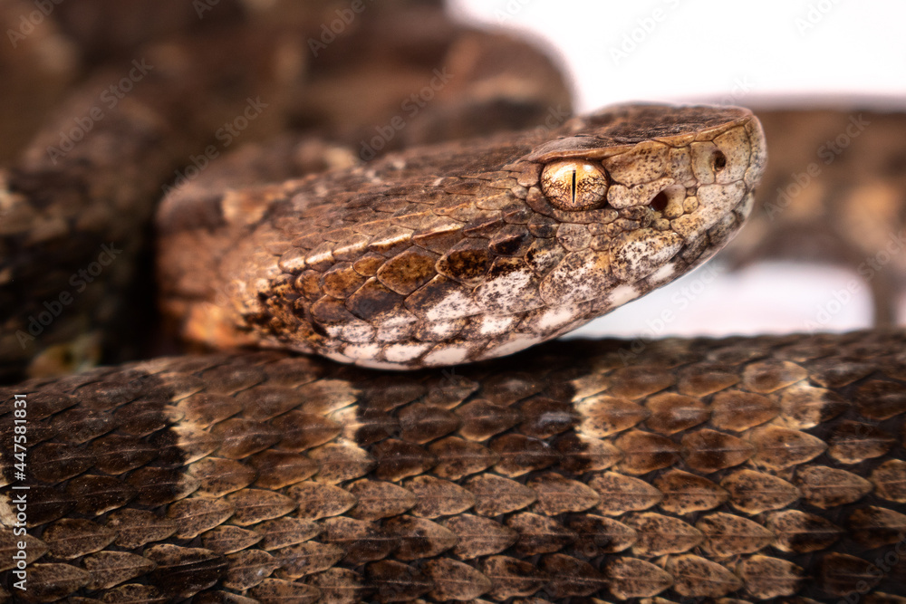 Fototapeta premium close up of a snake