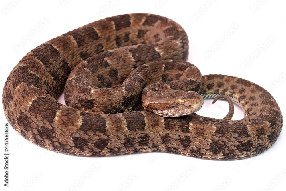 pit viper on withe background pit viper on withe background