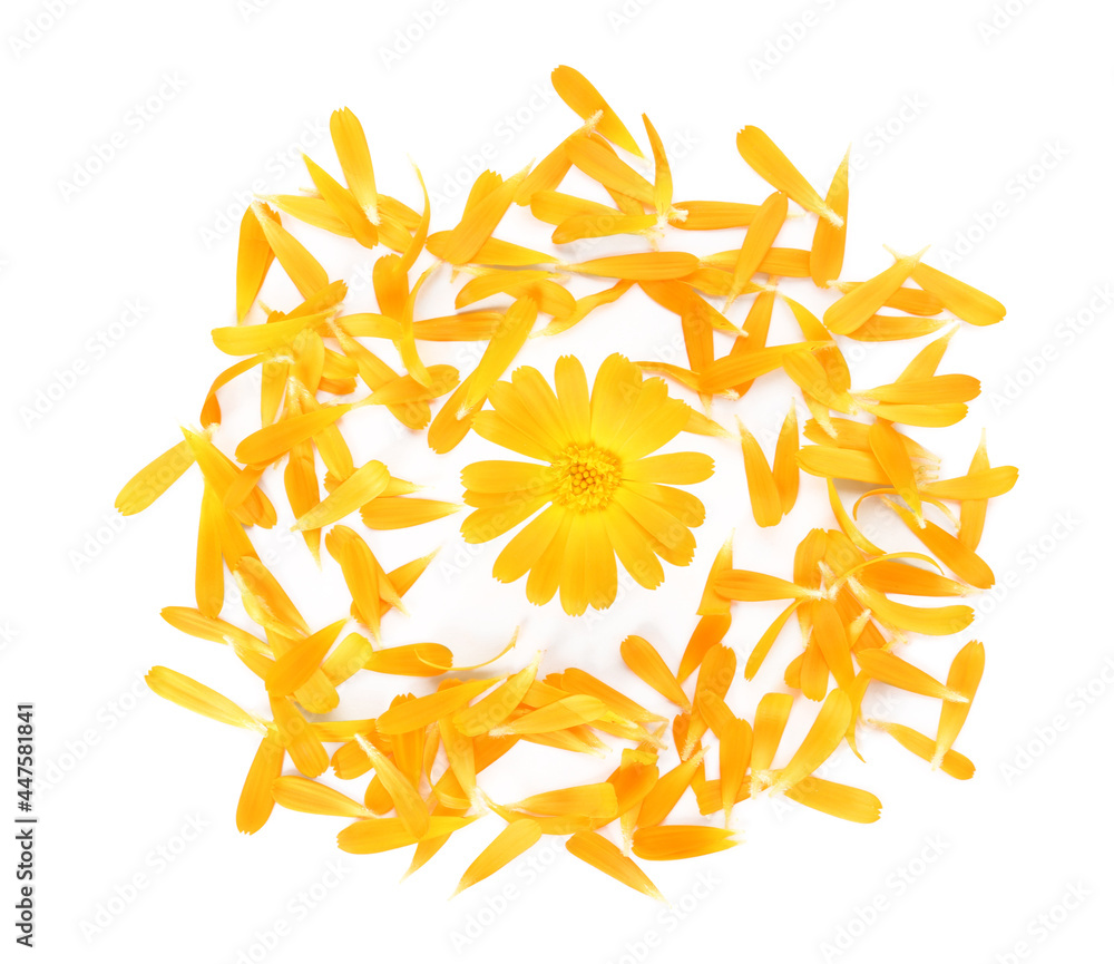 Fototapeta premium Beautiful calendula flower and petals on white background, flat lay