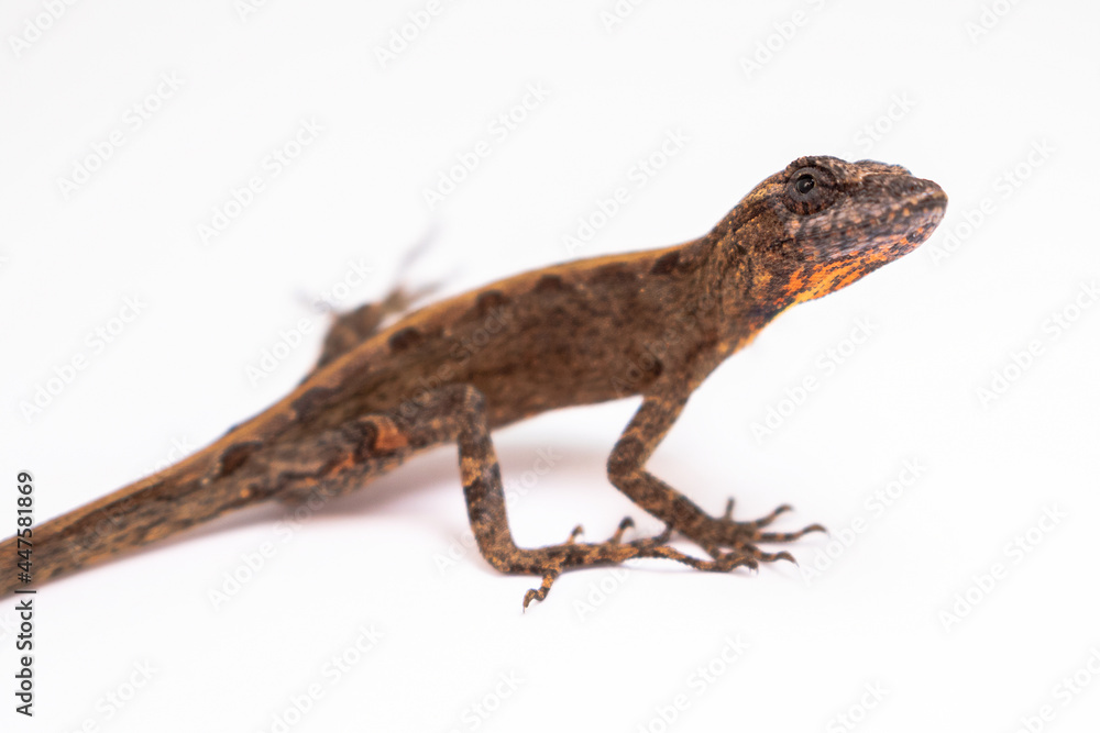 Naklejka premium lizard on withe background