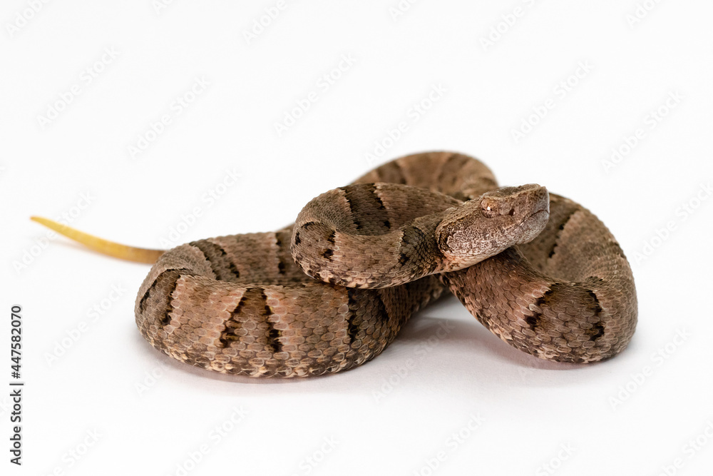 Obraz premium pit viper on withe background