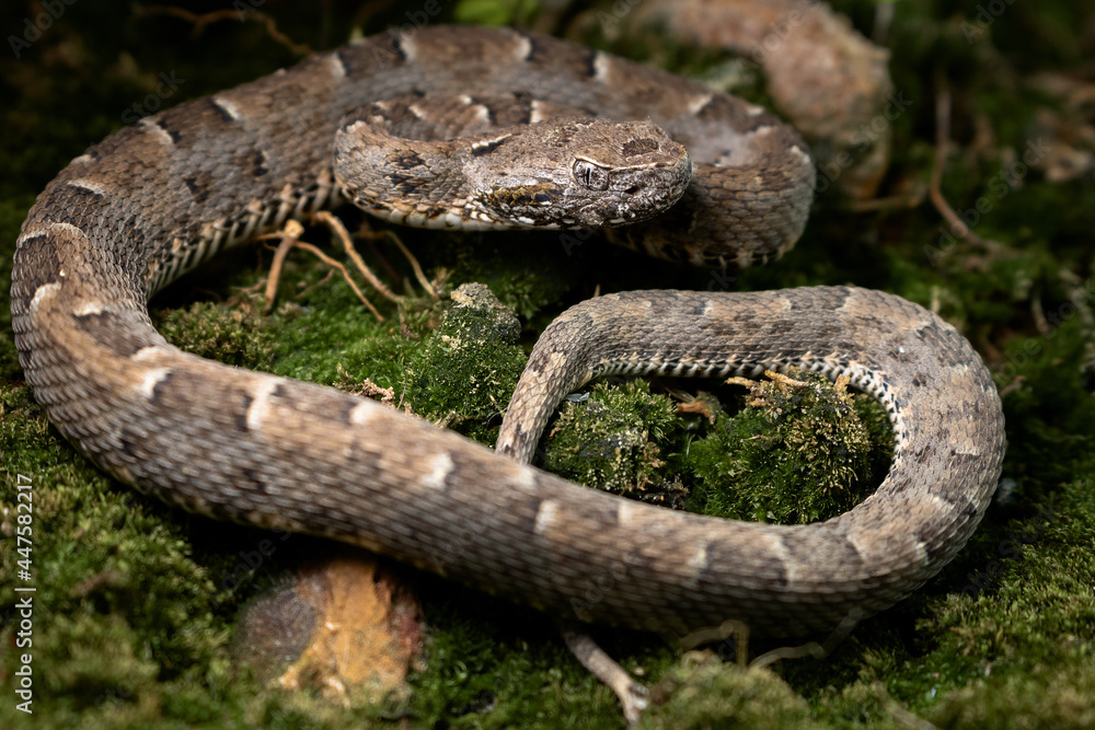 Obraz premium snake on the ground