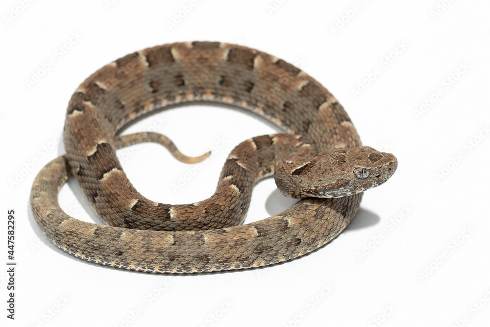 Obraz premium snake on background