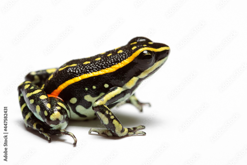 Fototapeta premium frog on withe background