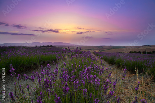 blooming lavender field at sunset in Tuscany © galina