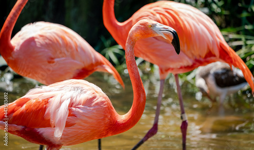 Caribbean Flamingos at rookery in St. Augustine gator farm.