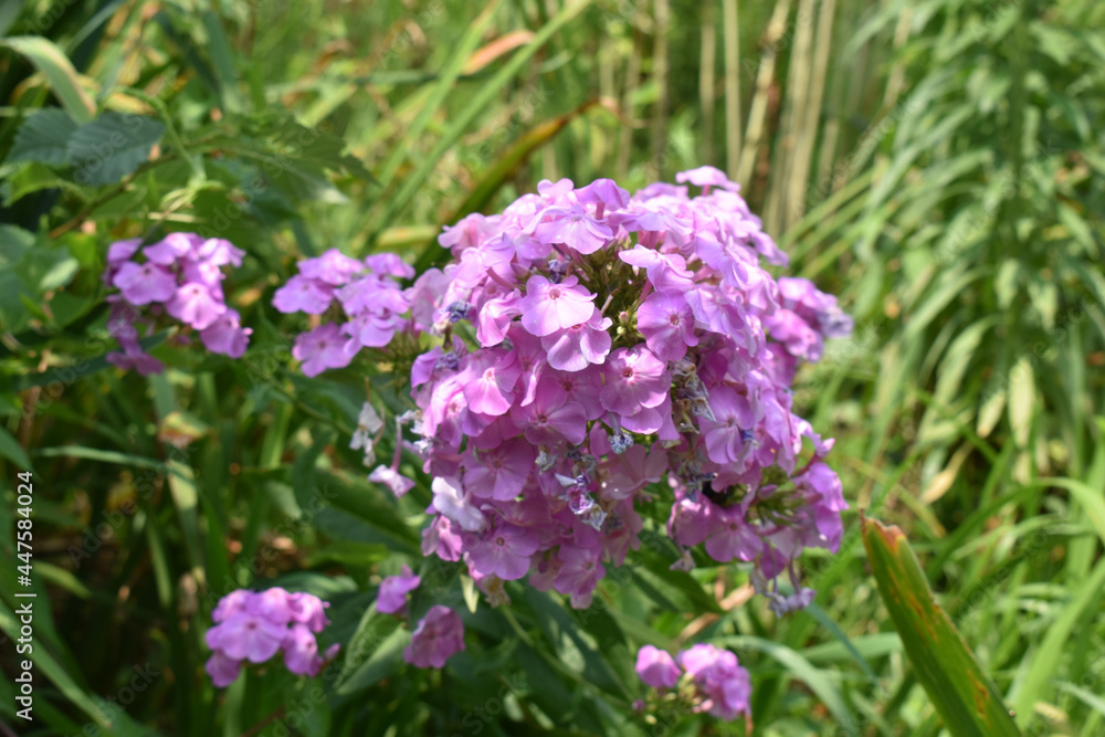 Phlox Wild Sweetwilliam in Full Bloom Phlox Wild Sweetwilliam in Full Bloom
