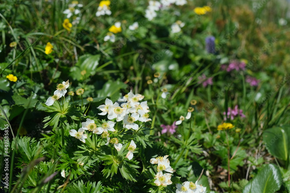 北アルプスのお花畑。チングルマ。Panoramic view of idyllic mountain scenery in the north Japan Alps with fresh green meadows in bloom. flower of Avens(Geum pentapetalum) 北アルプスのお花畑。チングルマ。Panoramic view of idyllic mountain scenery in the north Japan Alps with fresh green meadows in bloom. flower of Avens(Geum pentapetalum)