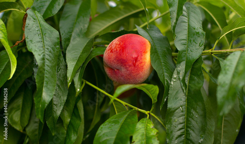 Fotografie Ripe tasty peach on tree in sunny summer orchard