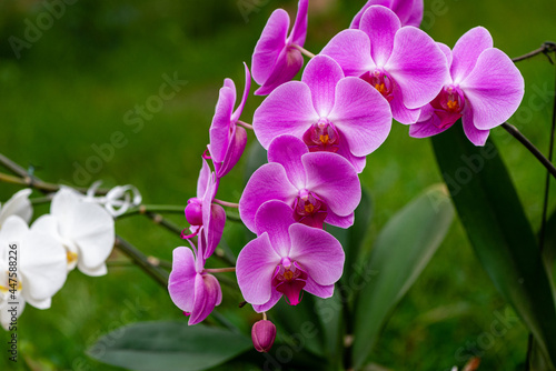 Orquídeas rosas photo