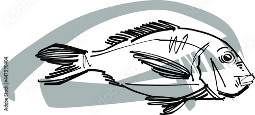 illustration of a snapper fish photo