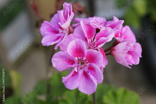 pink and white orchid